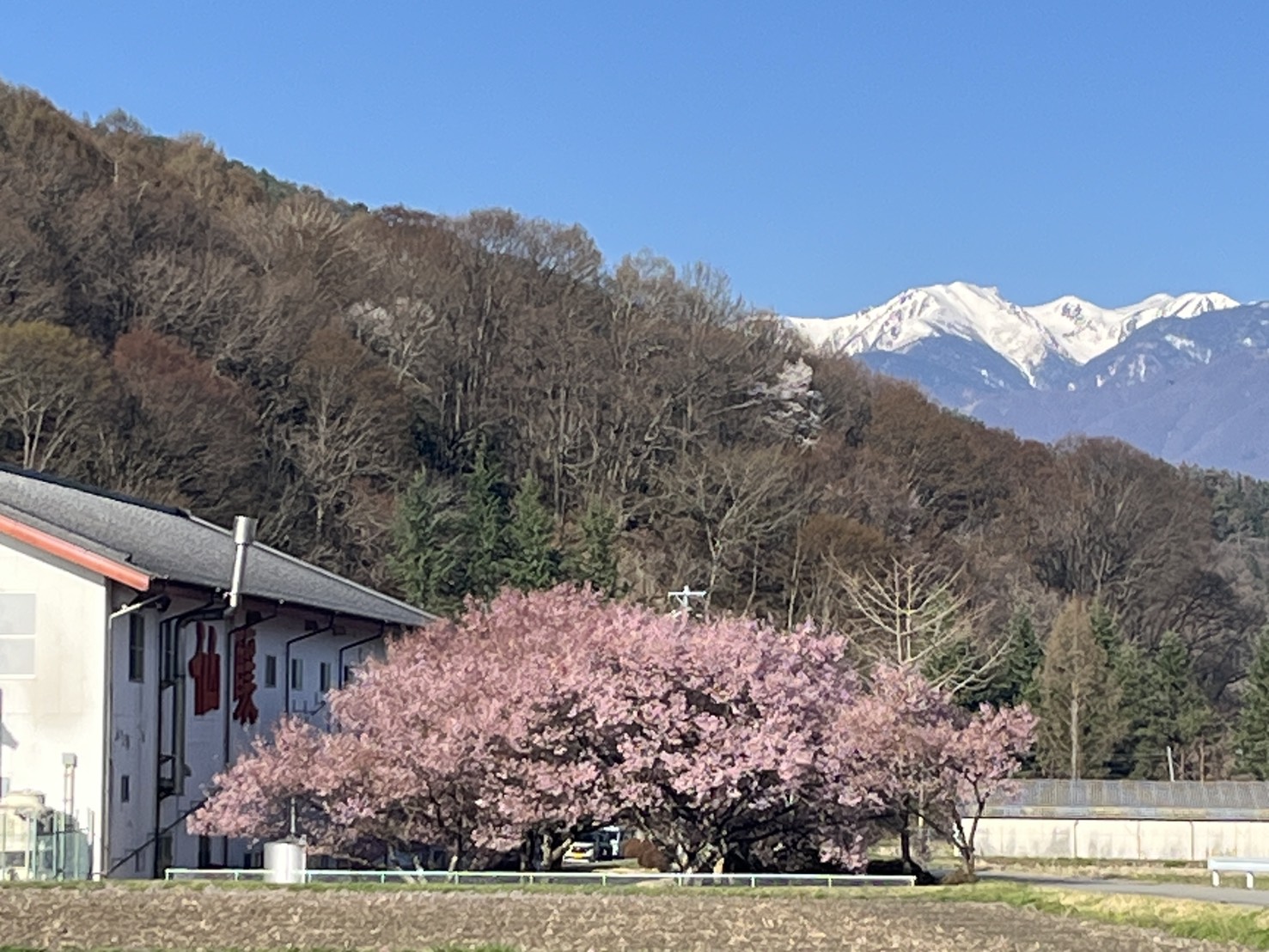 仙醸の蔵に咲く桜と南アルプスの残雪