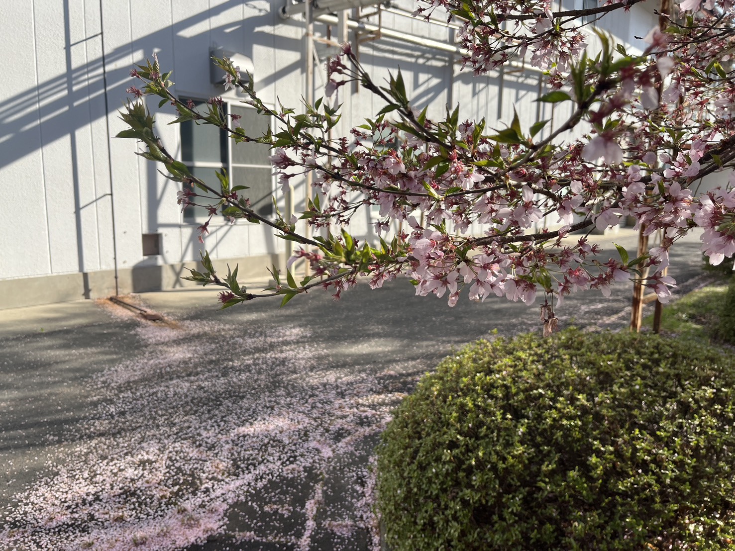 桜の枝に咲く花のクローズアップ