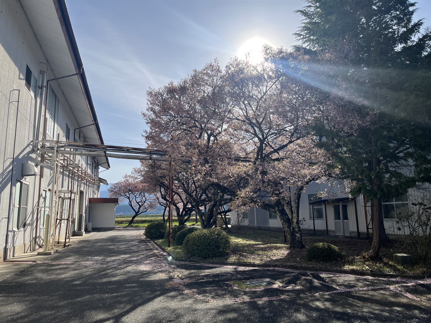 逆光の中に浮かぶ桜と蔵