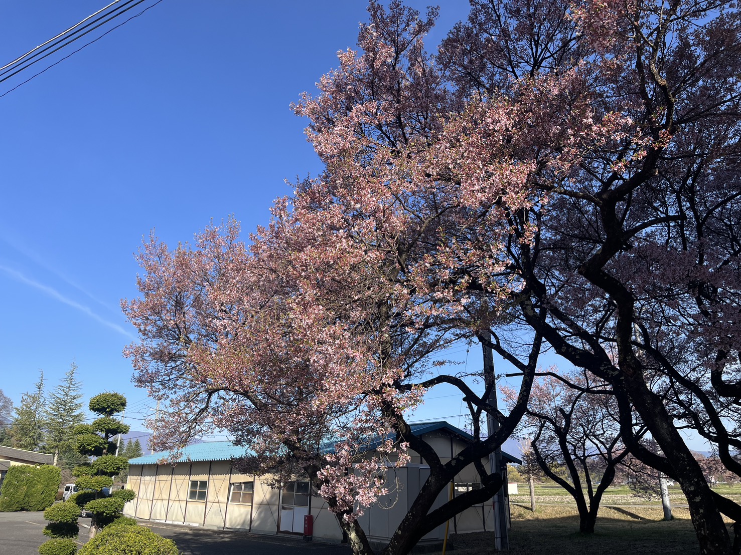 青空に映える桜の大木